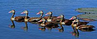 Black-bellied whistling ducks (Dendrocygna autumnalis)