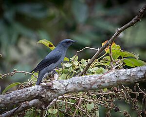 Black-winged Cuckooshrike.jpg