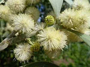 Blackwood flower detail (6257037261)