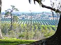 Bok Tower view