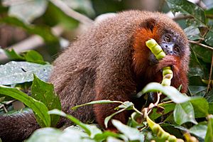 Callicebus cupreus having a snack.