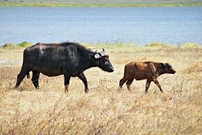 Cape Buffalo calf