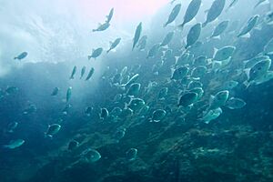 Cardume peixe porco Berlengas