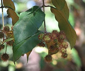 Choricarpia leptopetala.jpg