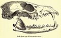 Culpeoskull