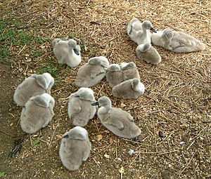 Cygnets at Abbotsbury Swannery