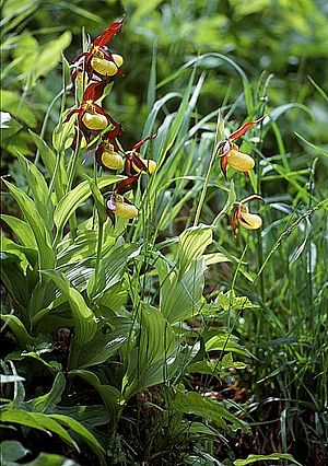 Cypripedium calceolus wiki mg-k01