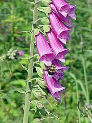 Digitalis purpurea2.jpg