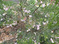 Eremophila abietina (habit)