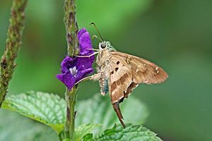 Esmeralda longtail (Urbanus esmeraldus) underside