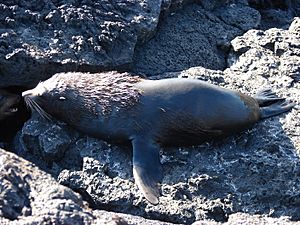 Galapagos Fur Seal