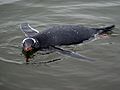 Gentoo Penguin Swimming