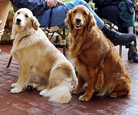 Golden Retrievers dark and light