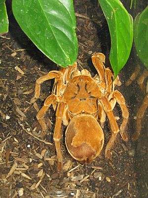 Goliath birdeater