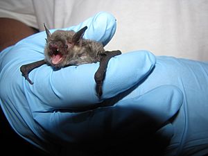 Gray bat (Myotis grisescens)