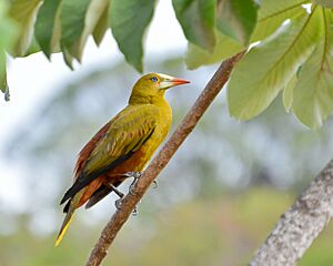 Green Oropendola - Psarocolius viridis.jpg