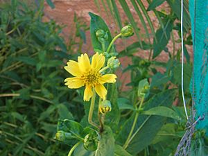 Guizotia abyssinica niger.jpg