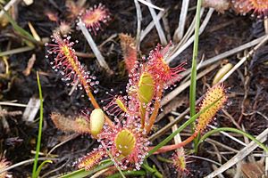 Hebridean Sundew