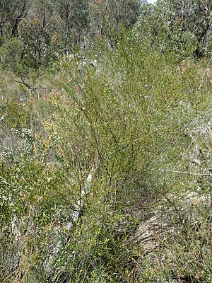 Hemigenia cuneifolia habit