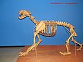 Homotherium venezuelensis10