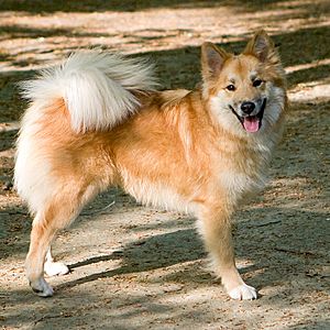 Icelandic Sheepdog Alisa von Lehenberg