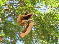 Jacaranda Seed Pod