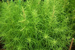 Kochia aka Fire bush 7128.JPG