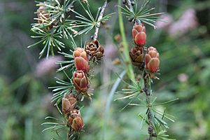 Larix laricina foliagecones