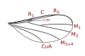 Lestremiini wing veins