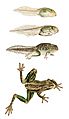 Litoria aurea development