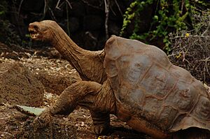 Lonesome George (2009)