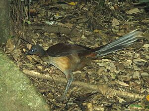 Lyrebird Albert f 20091125 flash