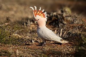 Major Mitchell's Cockatoo 1 - Mt Grenfell.jpg