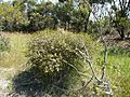 Melaleuca camptoclada (habit)