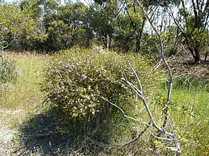 Melaleuca camptoclada (habit).JPG