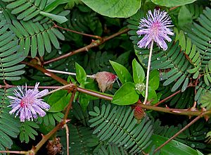 Mimosa pudica W2 IMG 2374.jpg