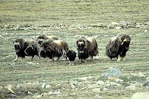 Muskox 08-28.06.98