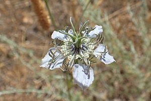 Nigella arvensis kz05.jpg