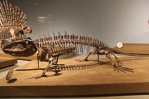 Ophiacodon FMNH.jpg