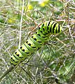 Papilio polyxenesw