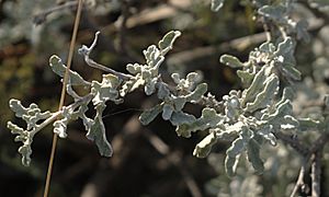 Parthenium incanum foliage.jpg