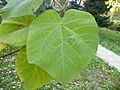 Paulownia tomentosa (6)