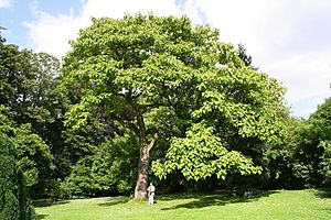 Paulownia tomentosa JPG2a.jpg