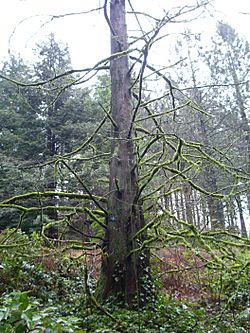 Pdx washpark hoytarboretum dawnredwoodwinter