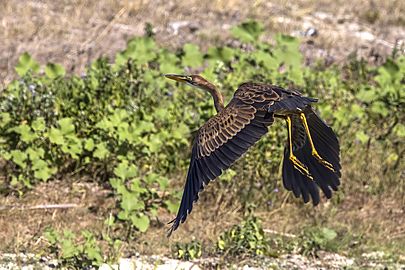 Purple heron (Ardea purpurea) juvenile in flight Danube delta