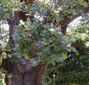 Quercus garryana