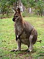 Red necked wallaby444