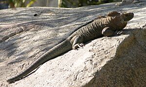 Rock Iguana 2640