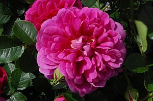 Rose 'Princess Anne' 01