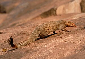 Ruddy-mongoose.jpg